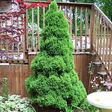 Provide a site with good air flow. Topiary Art With Nature Part 2 How To Do It Yourself Dave S Garden