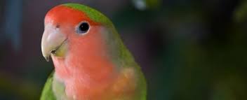 We did not find results for: Choosing A Peach Faced Lovebird