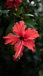 Desktop, tablet, iphone 8, iphone 8 plus, iphone x, sasmsung galaxy, etc. Best 100 Hibiscus Flower Pictures Download Free Images On Unsplash In 2021 Flower Pictures Beautiful Flowers Wallpapers Wallpaper Nature Flowers