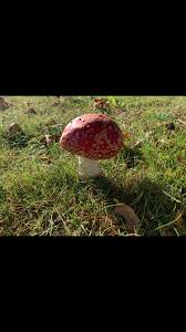 There is also an info section where aditional data is displayed, like edibility, where the mushroom can be found, a. Can Someone Identify This Mushroom Thanks Mushroom Hunting
