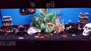 Starting april 8th, we will be open again for curbside shopping only and grooming will remain open. Big Al S Aquarium 65 Photos 23 Reviews Pet Stores 1295 Kennedy Road Scarborough On Phone Number