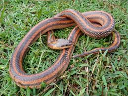 Image result for Trilepisium madagascariense