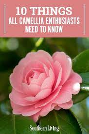 10 Things All Camellia Enthusiasts Need To Know Camellia Plant Plants Camellia Flower