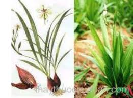 Image result for Eleutherine bulbosa