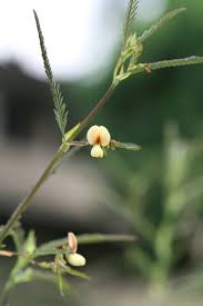 Image result for Aeschynomene afraspera