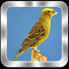 Canto Canario Da Terra Metralha Download Canto Canario Lizard Para Android Apk Baixar