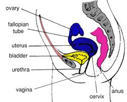 The key parts of the female breast include: Transgender Genital Anatomy Transgender Map