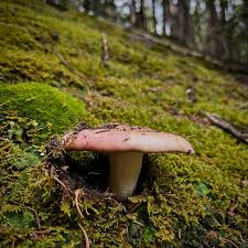 Image result for Nicolasia nitens