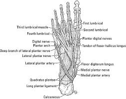 Some conditions, such as rheumatoid arthritis, can weaken the tendons, making them more susceptible to spontaneous rupture. Muscles That Move The Ankle And Foot Dummies