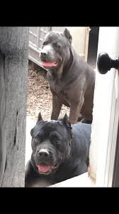 Pure breed cane corso puppy for sale born of a heathy litter of 8.tail is docked, no back dewclaws, deworming is up to date with puppy age. Cane Corso Puppies For Sale Memphis Tn 193123