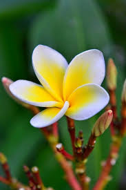 Beautiful Flowers Beautiful Flowers Fragrant Flowers Garden Fragrant Flowers