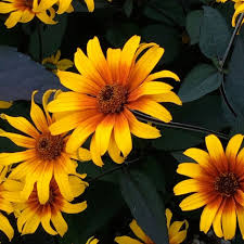 Image result for Heliopsis