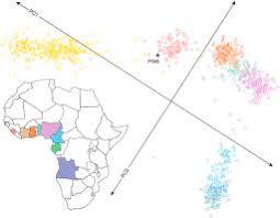 Image result for Zygotritonia atropurpurea