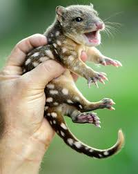 Timeline Photos Quoll Seekers Network Cute Animals Baby Animals Unusual Animals