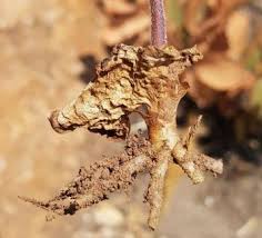 Image result for Holothrix papillosa