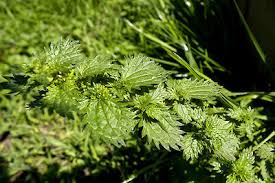 Image result for Urtica urens