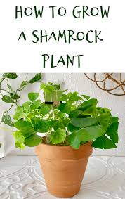 Feb 06, 2020 · how do i care for my shamrock plant? How To Grow A Shamrock Crafty Little Gnome Oxalis Care St Patrick S