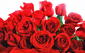 Download now mawar bunga cantik yang bikin siapapun jatuh cinta. 30 Wallpaper Bunga Cantik Deloiz Wallpaper