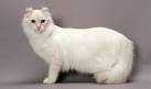 American Curl Cat Breed Information, Pictures ...