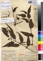 Image result for Tapinanthus constrictiflorus