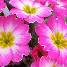 The flowers and fruit of flowering plants come and go as part of their life cycle. Go Gardening Helping New Zealand Grow Garden Inspiration Tips And Advice From The Expert
