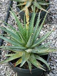 Sie erhalten bei uns auch das frische blatt das frischblatt (ca. Echte Aloe Aloe Vera Hauenstein Ag