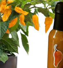 Habanero salsa by salsacrazy (yes, the same people that brought you the amazing learn to salsa dance dvds). Salsa Habanero Peperoncinipiccanti Com