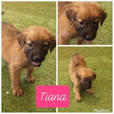 Many breeds available, even puppies and kittens. Foster Adoption Day With The Pet Shop Dubaipetfood Com Facebook