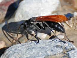 The potter wasp is a large wasp. Wildlife Around Las Vegas Tarantula Hawk Pepsis Spp
