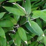 Image result for Shibataea kumasasa