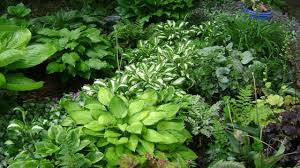 Check spelling or type a new query. Perennial Plants Flowers Fort Wayne New Haven Huntertown In