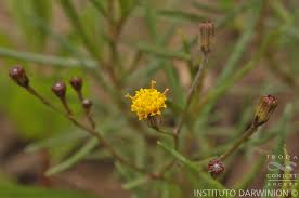 Image result for Octolepis