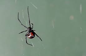 The spider's bite causes severe pain, sweating and nausea. Spider Babies Blowing By Nicole Adair World Literature Today