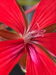 Image result for Pelargonium apetalum