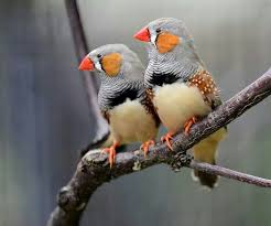 Orange Cheeked Zebra Finch Of Central Australia All Birds Zebra Finch Zebra