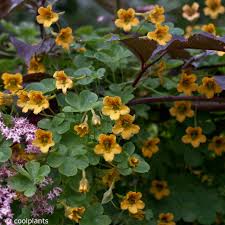 Image result for Tropaeolum
