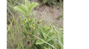 Image result for Fadogia