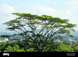 Image result for Albizia falcataria