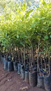 Image result for Cola greenwayi