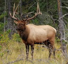Sans compter que le sexe contribue à l'épanouissement de la vie de couple. Elk Wikipedia