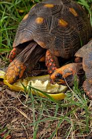 Image result for Chlorophytum amplexicaule