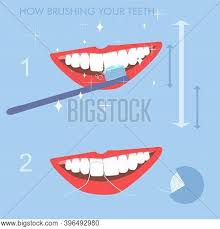 Brush your teeth daily clipart. How Brushing Your Vector Photo Free Trial Bigstock