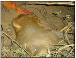 Jjr survival is a channel to show you how to make primitive traps / survival traps.tips / donate : Monkey Entrapped In A Body Gripper Snare Trap Download Scientific Diagram