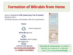 Bilirubin Metabolism Jaundice Formation Of Bilirubin From Heme