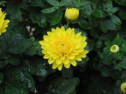 Yellow Chrysanthemum Plant Chrysanthemum Plant Chrysanthemum Flower Plants