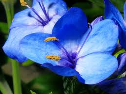 Image result for Eranthemum pulchellum