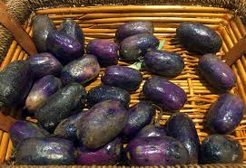 Image result for Pachylobus edulis