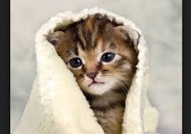 Maybe you would like to learn more about one of these? Arti Mimpi Kucing Dan Tafsir Mimpi Kucing Coklat Besar Masuk Rumah Atau Kamar