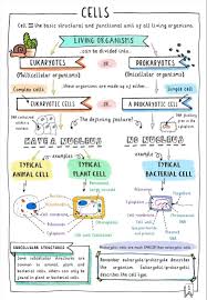 Made of cellulose and forms a rigid box around the cell to strengthen and provide support. Get Your Free Gcse Biology Revision Notes Comparing Animal Plant And Bacterial Cells These Colourful Sketchn Science Notes Biology Notes Nursing School Notes