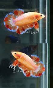 And i have failed with breeding them several times in the past. 20 Koi And Giant Bettas Ideas Betta Betta Fish Siamese Fighting Fish